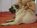 Bull mastiff 2 copy